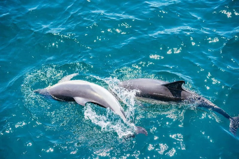 Gibraltar: Dolphin Watching Tour - Family-Friendliness and Suitable Age Groups