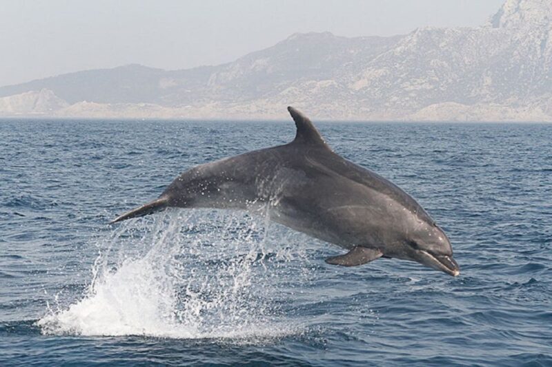 Gibraltar Dolphins Watching Day Trip from Seville - Exciting Dolphin Encounters and Gibraltar City Exploration in One Day