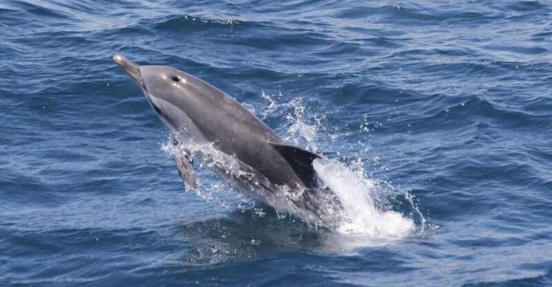 Gibraltar Dolphins Watching Day Trip from Seville - Key Points