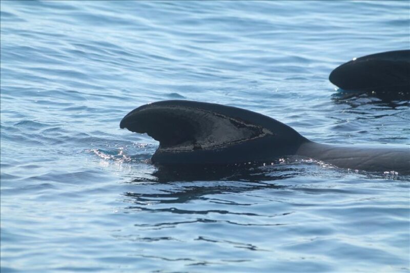Gibraltar Dolphins Watching Day Trip from Seville - Exploring Gibraltar City After the Cruise