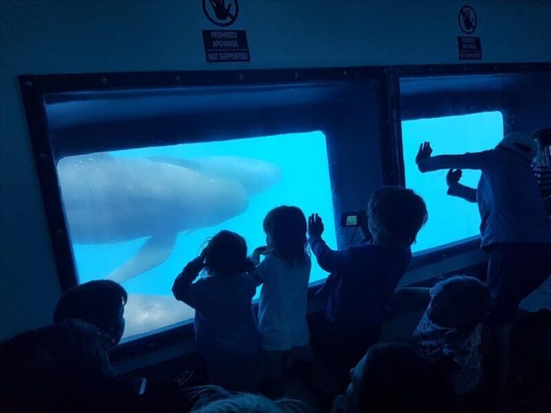 Gibraltar Dolphins Watching Day Trip from Seville - Who Should Consider This Dolphin Watching Tour