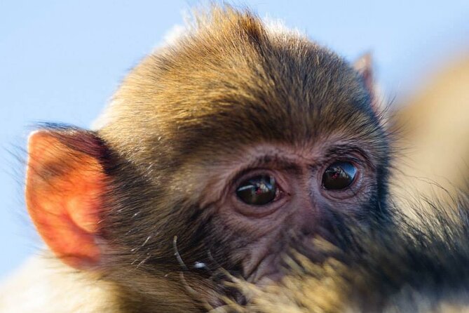 Gibraltar Full Day Tour Ultimate Tour 7hrs - Standing at the Pillars of Hercules and Mythological Legends