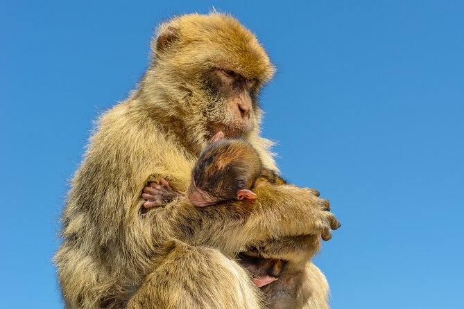 Gibraltar Full Day Tour Ultimate Tour 7hrs - Catalan Bay and the Gibraltar Airport Experience