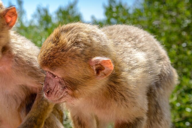 Gibraltar Full Day Tour Ultimate Tour 7hrs - Practical Details and Tour Experience