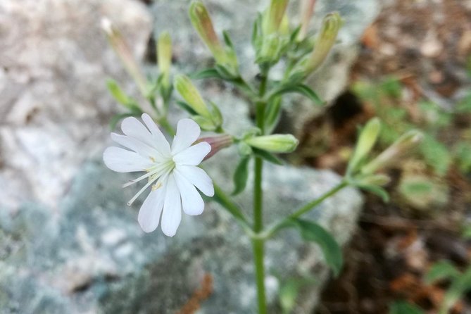 Gibraltar Gin Experience - Key Points