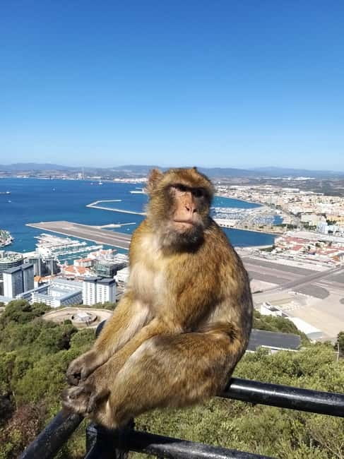 Gibraltar: Guided Tour by Bus Including Tickets - Iconic Vistas at Europa Point and Queens Balcony