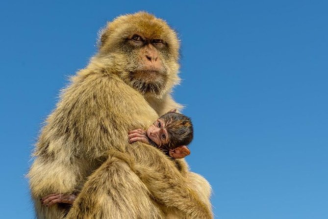 Gibraltar Inside Out Extended Tour 2.30hrs - Starting at Gibraltar’s Famous Rock of Gibraltar