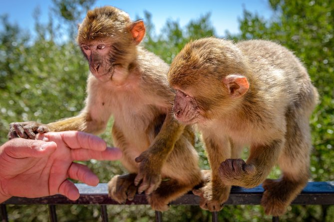 Gibraltar Inside Out Panoramic Tour 1hrs Plus - Up Close with the Famous Barbary Macaques