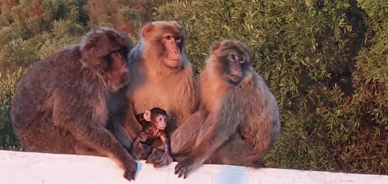 Gibraltar: Official City Pass with Rock Tour &20 Attractions - Encountering the Gibraltar Monkeys