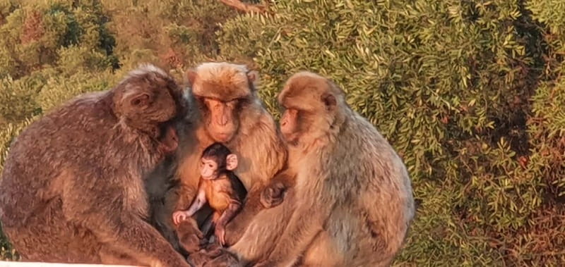 Gibraltar: Official City Pass with Rock Tour &20 Attractions - The Impact of the Cable Car Closure