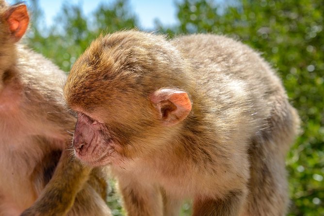 Gibraltar Panoramic Tour 1hrs Plus - Key Points