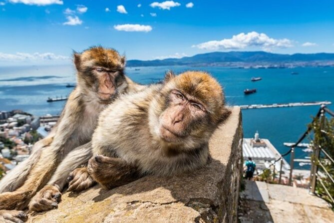 Gibraltar Pass- The Official City Pass for all attractions! - Wildlife and Nature in Gibraltar