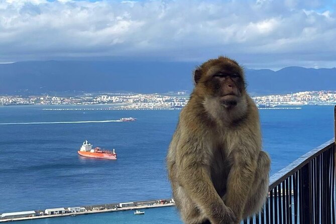 Gibraltar Private Daytrip From Malaga - From Malaga to Gibraltar: Pickup and Transportation