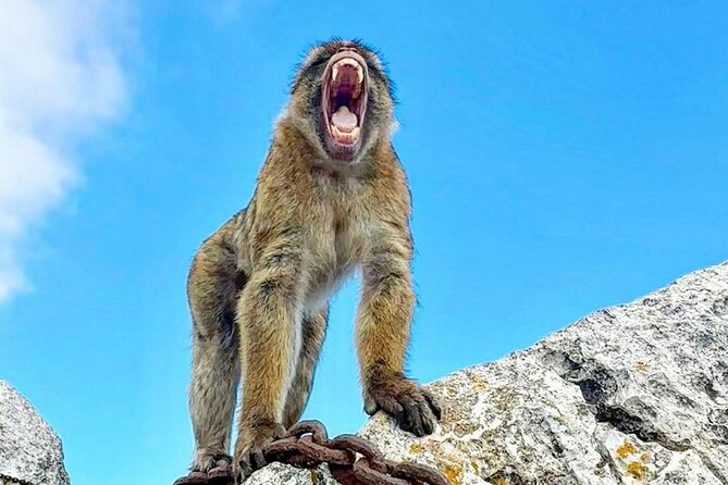 Gibraltar Private Daytrip From Malaga - The Skywalk: Panoramic Views of Three Countries