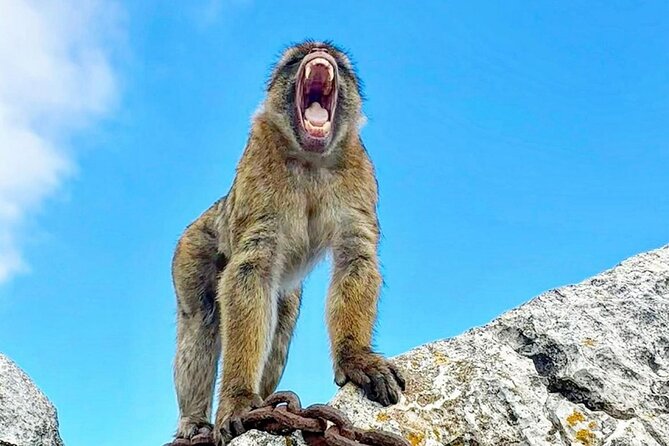 Gibraltar Private Daytrip From Sevilla - Exploring Gibraltar’s Iconic Monkey Area