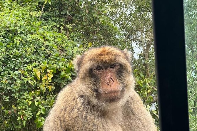 Gibraltar Private Tour from Malaga and Surronding Areas - Who Will Appreciate This Tour Most?