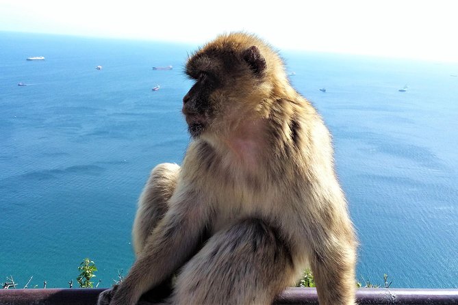 Gibraltar private tour from Marbella or Malaga - Exploring the Upper Rock Nature Reserve and St. Michael’s Cave