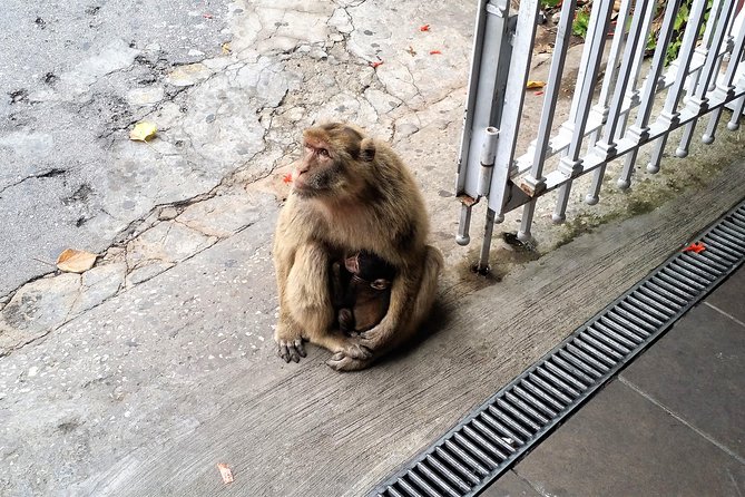 Gibraltar private tour from Marbella or Malaga - Walking and Shopping Along Gibraltar’s Main Promenade
