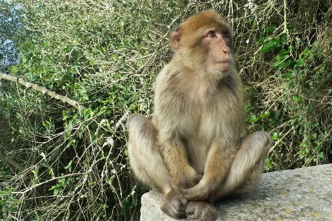 Gibraltar private trip from Marbella or Malaga - Key Points