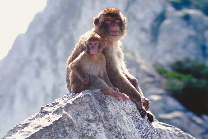 Gibraltar Rock Guided Tour - Frequently Asked Questions