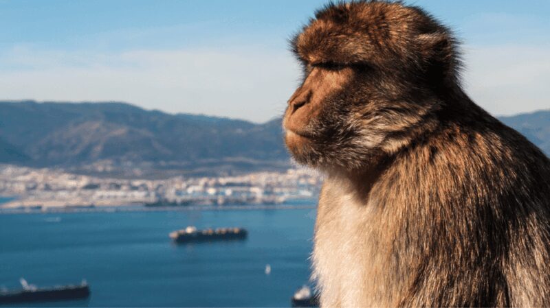 Gibraltar shopping: Desde Málaga y la Costa del Sol - Explore Gibraltar: Shopping, Views, and History in One Day
