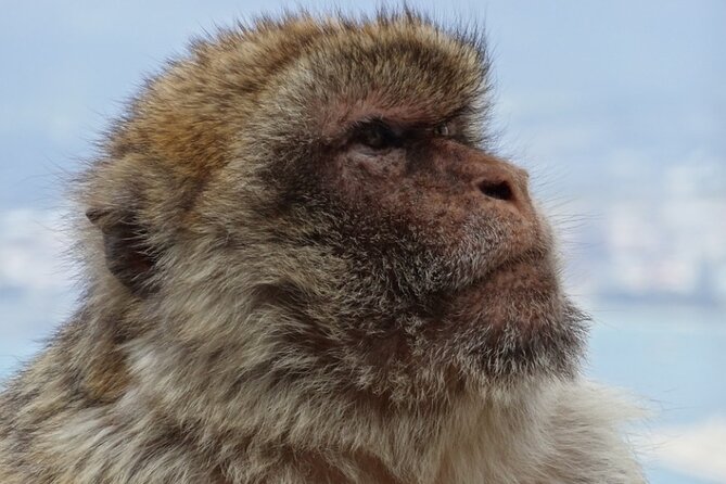 Gibraltar Shore Excursion: The Original Rock, Shop & Caves Tour - The Significance of the Moorish Castle and Its Walls