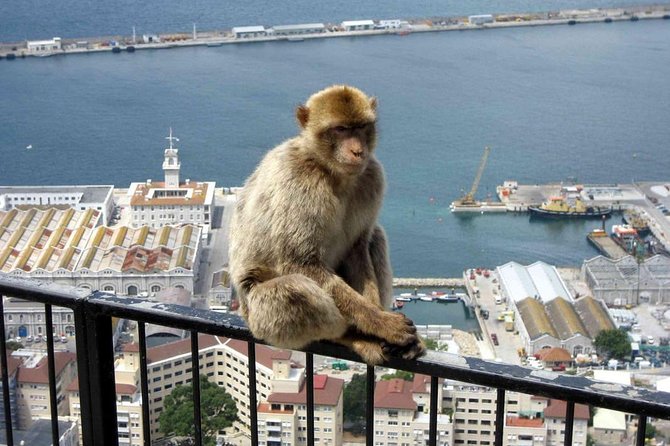 Gibraltar Sightseeing: Classic Rock Tour (Private) - Walk Over the Skywalk for Stunning Overlooks