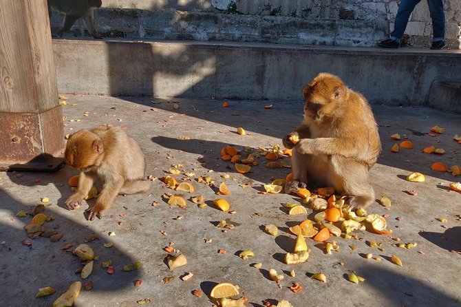 Gibraltar Sightseeing: Classic Rock Tour (Private) - Customized, Flexible Tour Experience