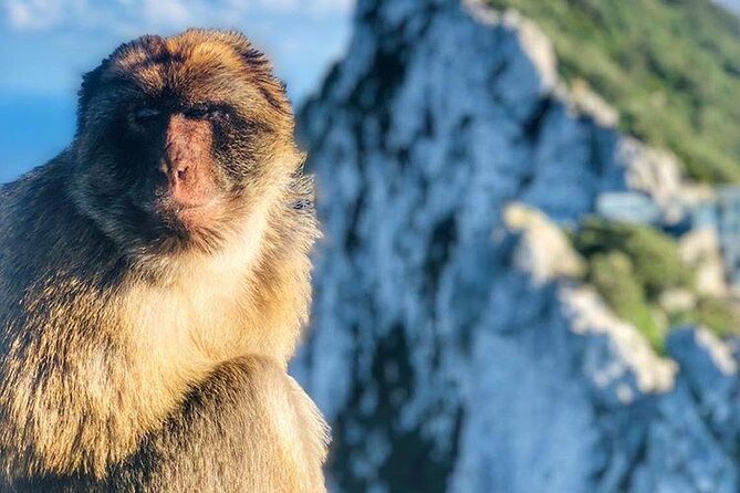 Gibraltar Sightseeing : Classic Shore Excursion (Private) - Experience the Thrill of the Skywalk Glass Lookout