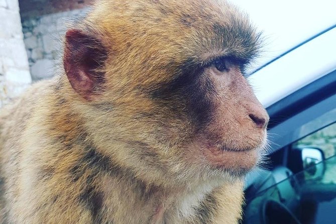 Gibraltar Sightseeing : Extended Rock Tour / Shore Excursion (Private) - Crossing the Windsor Suspension Bridge