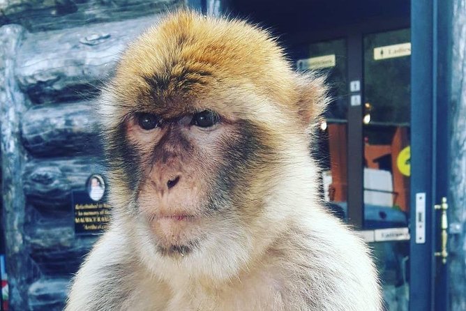 Gibraltar Sightseeing : Extended Rock Tour / Shore Excursion (Private) - Exploring the Historic Great Siege Tunnels