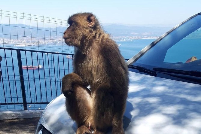 Gibraltar Sightseeing : Extended Rock Tour / Shore Excursion (Private) - Discovering the Moorish Castle Complex