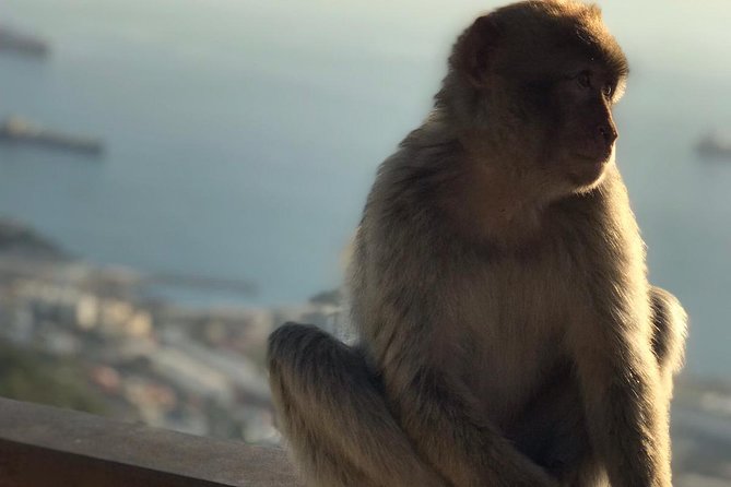 Gibraltar Sightseeing: Premium Rock Tour / Shore Excursion (Private) - Practical Details and Booking Insights