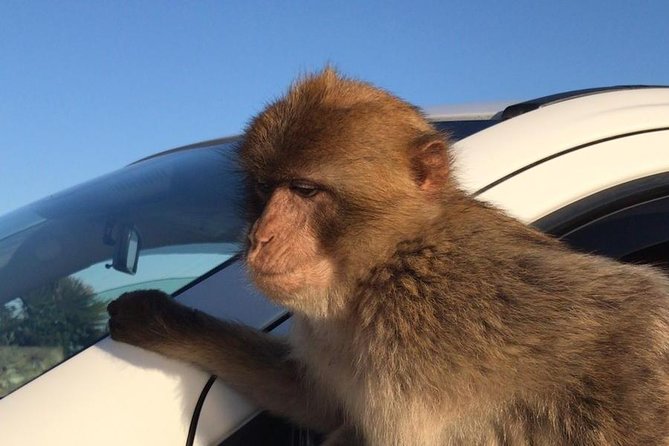 Gibraltar Sightseeing: Premium Rock Tour / Shore Excursion (Private) - What Sets This Tour Apart from Other Gibraltar Excursions