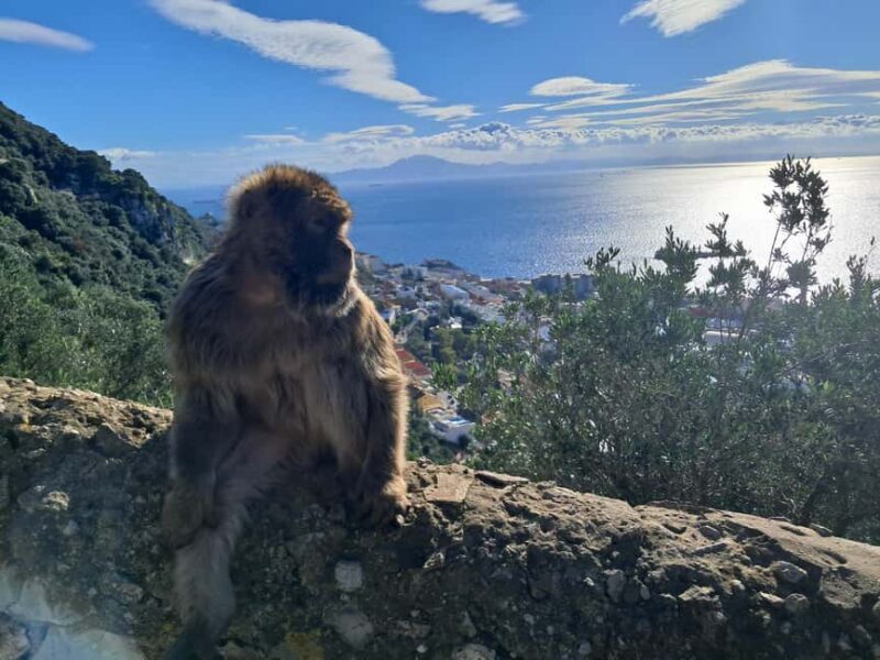 Gibraltar Sightseeing : Premium Tour with a Local Guide - Explore Gibraltar’s Iconic Sites in a Short but Action-Packed Tour