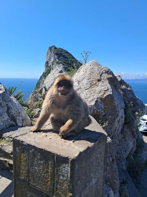 Gibraltar Sightseeing : Premium Tour with a Local Guide - Scenic Drive Past the Moorish Castle and Other Highlights