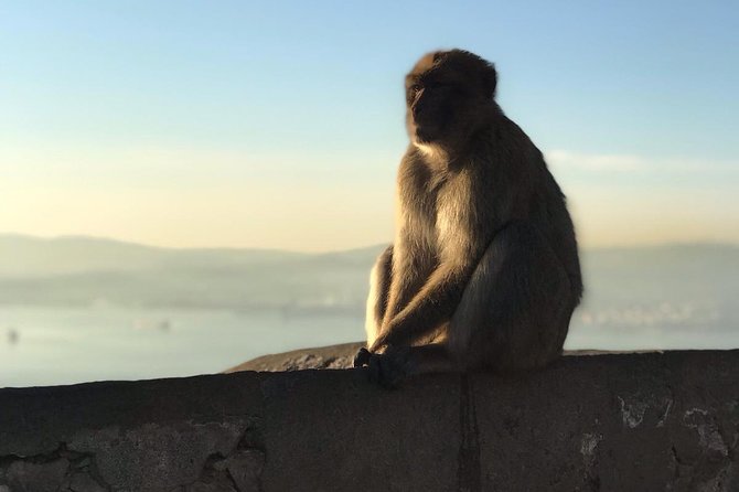 Gibraltar Sightseeing Private Full Day Shore Excursion - Discovering the Great Siege and WWII Tunnels