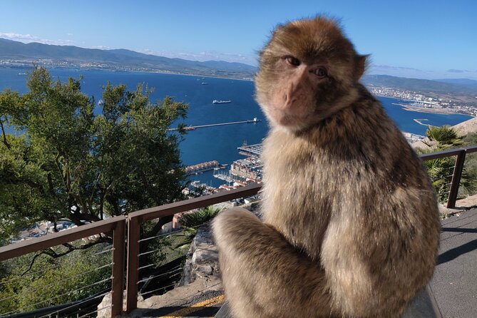 Gibraltar Sightseeing Tour with Monkeys and Panoramic views - Key Points