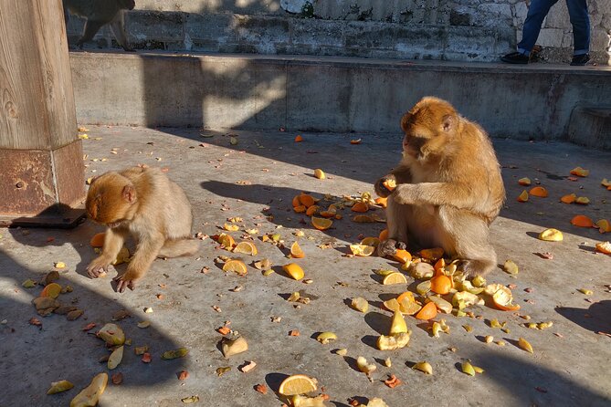 Gibraltar Sightseeing Tour with Monkeys and Panoramic views - Logistics: Meeting Point and Group Size