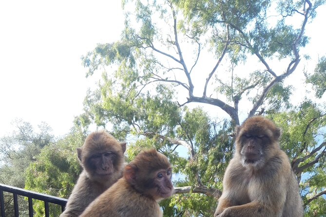 Gibraltar Sightseeing Tour with Monkeys and Panoramic views - Value for Money in a Concise Package