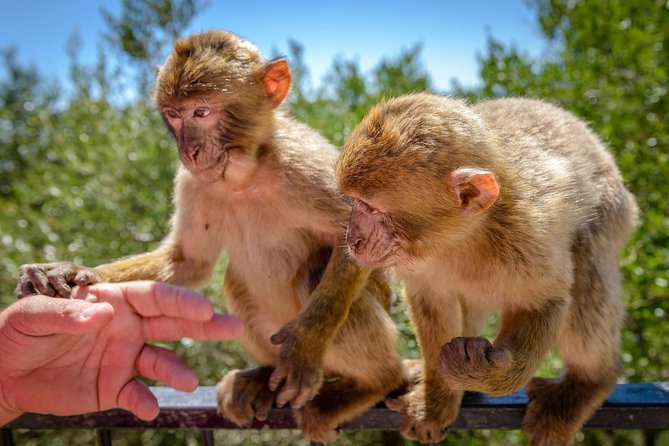 Gibraltar Skywalk & Bridge tour and Much More 3.30hrs - Visiting the Spectacular St. Michael’s Cave