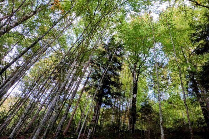 Giessbach Waterfall + CLOY Pier Iseltwald Sightseeing Tour Privat - Key Points