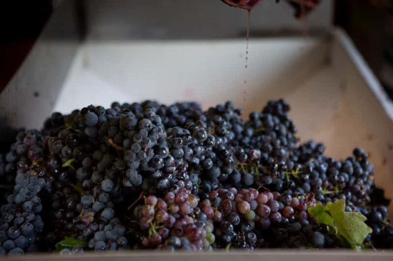 Gioia del Colle: Winery with Primitivo Tasting - Optional E-Bike Ride Through Vineyard Terrains