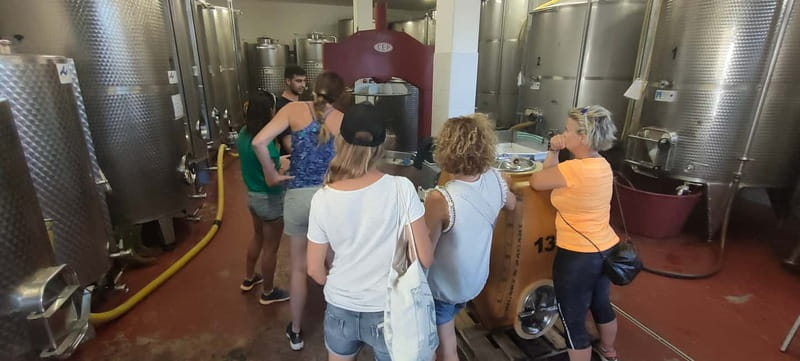 Gioia del Colle: Winery with Primitivo Tasting - Practical Details and Accessibility