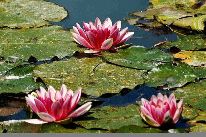 Giverny Half-day Small-group max. 7 people Trip from Paris - Lunch Break and Local Dining Options