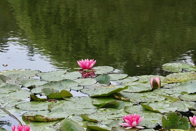 Giverny Half-day Small-group max. 7 people Trip from Paris - Tour Experience and Guide Quality