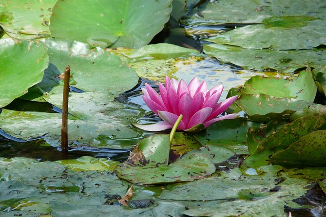 Giverny & Monet's House Audio Guided Half-day Tour from Paris - Practical Details: Timing, Crowds, and Accessibility