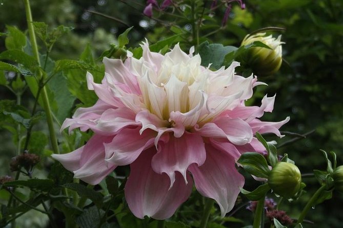 Giverny Monet's House Gardens Small-Group with Hotel* Pickup - How the Tour Begins with Hotel Pickup in Paris