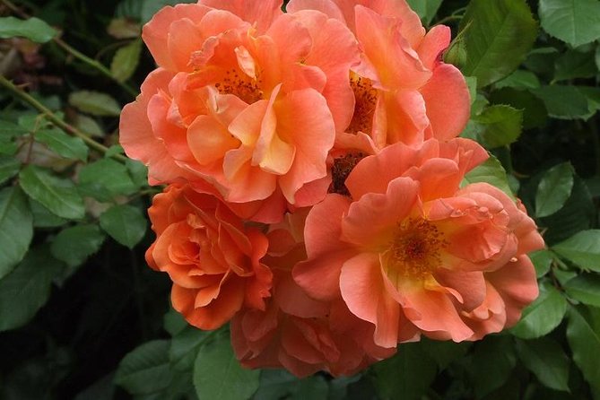 Giverny Monet's House Gardens Small-Group with Hotel* Pickup - Walking and Physical Considerations During the Tour