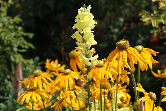 Giverny Private Half-Day Trip including Claude Monet' Gardens & House from Paris - Free Time to Explore Giverny Village and Its Art Scene